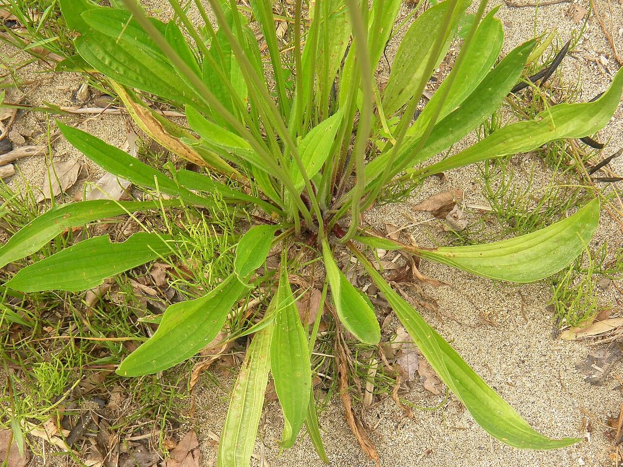 Lándzsás útifú (Plantago lanceolata) levele