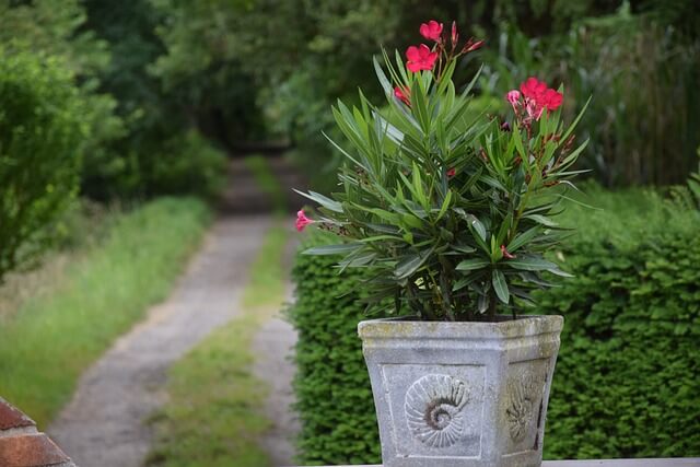 A leander (Nerium oleander) gondozása, ültetése, teleltetése és szaporítása