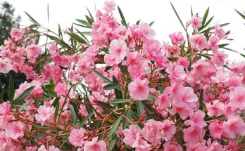A leander (Nerium oleander) gondozása, ültetése, teleltetése és szaporítása