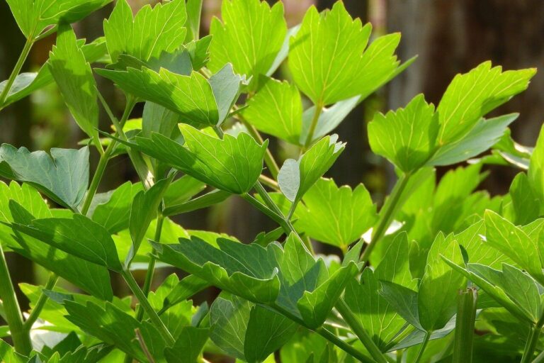 Lestyán (Levisticum officinale)