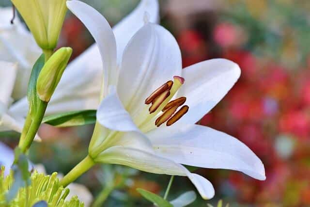 A fehér liliom (Lilium candidum) ültetése, termesztése, gondozása