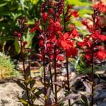 Tűzpiros lobélia (Lobelia cardinalis) ültetése, gondozása, szaporítása