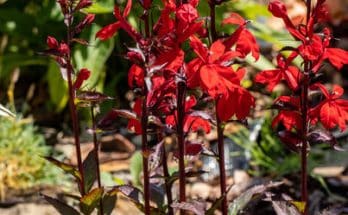 Tűzpiros lobélia (Lobelia cardinalis)