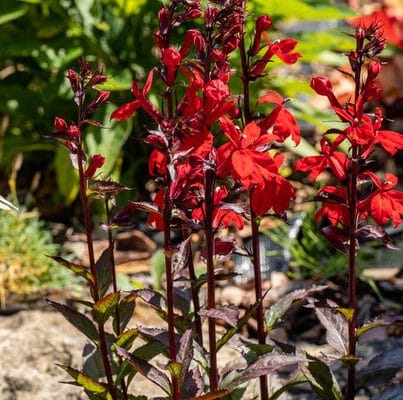 Tűzpiros lobélia (Lobelia cardinalis)