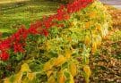 Tűzpiros lobélia (Lobelia cardinalis)
