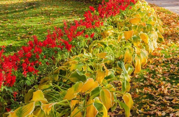 Tűzpiros lobélia (Lobelia cardinalis)