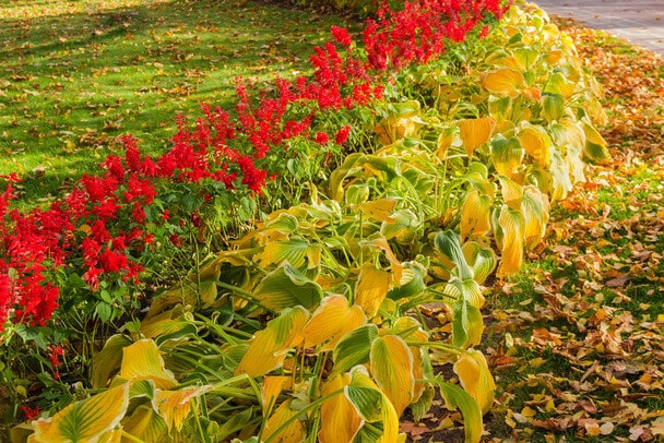 Tűzpiros lobélia (Lobelia cardinalis) 