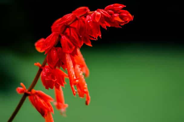 Tűzpiros lobélia (Lobelia cardinalis) 