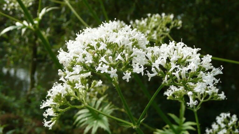 Macskagyökér (Valeriana)