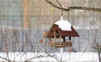 Téli kerti növények kiválasztása