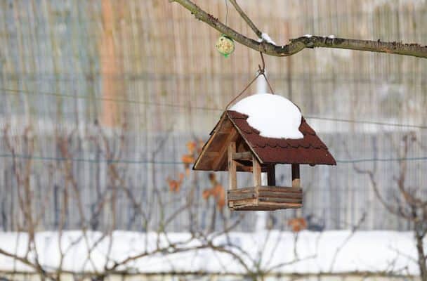 Téli kerti növények kiválasztása