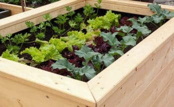 A magaságyás: Az egyszerű és hatékony módja a kertészkedésnek