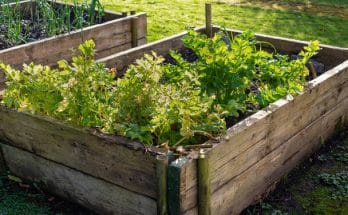 Miért válasszuk a magaságyás kertészkedést?