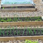 Zöldségtermesztés magaságyásban: Így érdemes kezdeni
