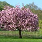 Díszfák a kertben: Válassz tökéletes fát a kerted stílusához!