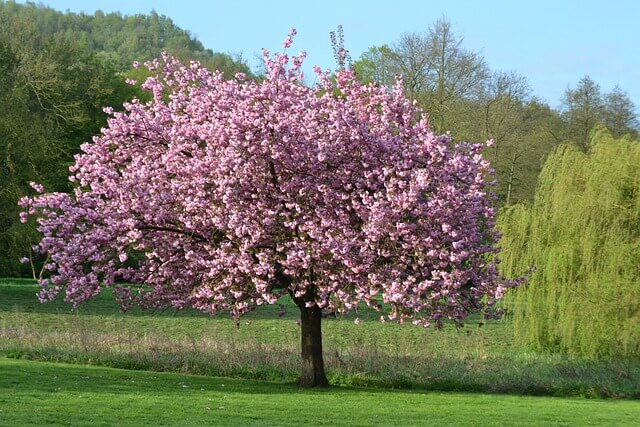 Magnólia vagy liliomfa
