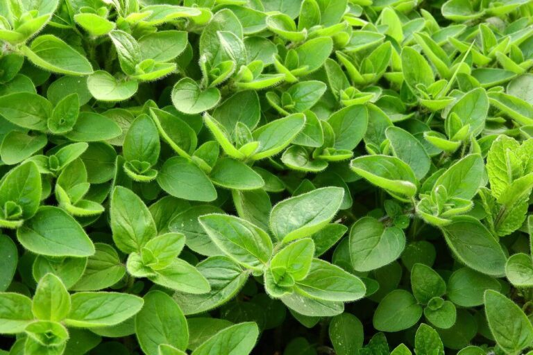 Majoránna (Origanum majorana) fűszernövény
