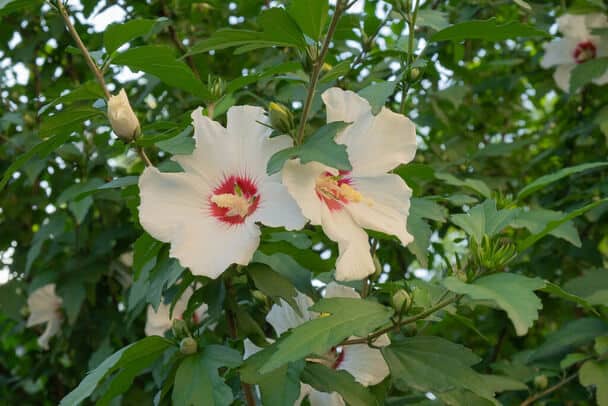 A törökrózsa vagy kerti mályvacserje (Hibiscus syriacus) ültetése, gondozása, szaporítása 