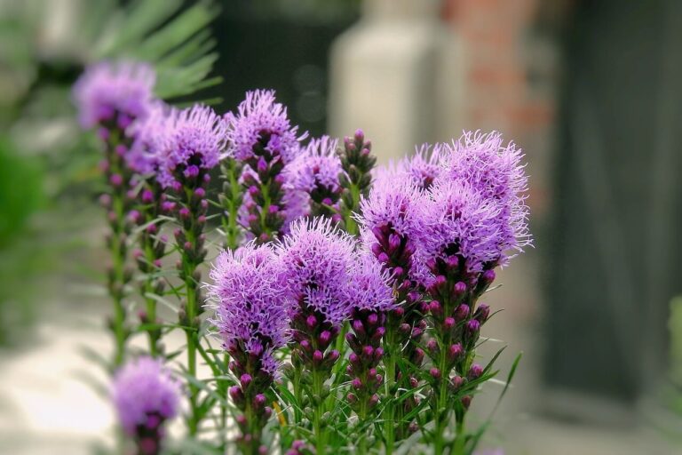 Máriatövis (Silybum marianum)