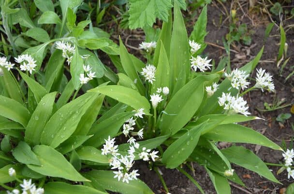 Medvehagyma (Allium ursinum) gondozása, szaporítása