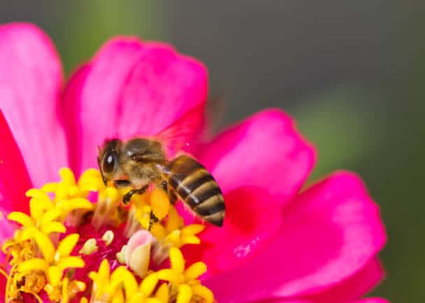 A legjobb virágok a méhek vonzására