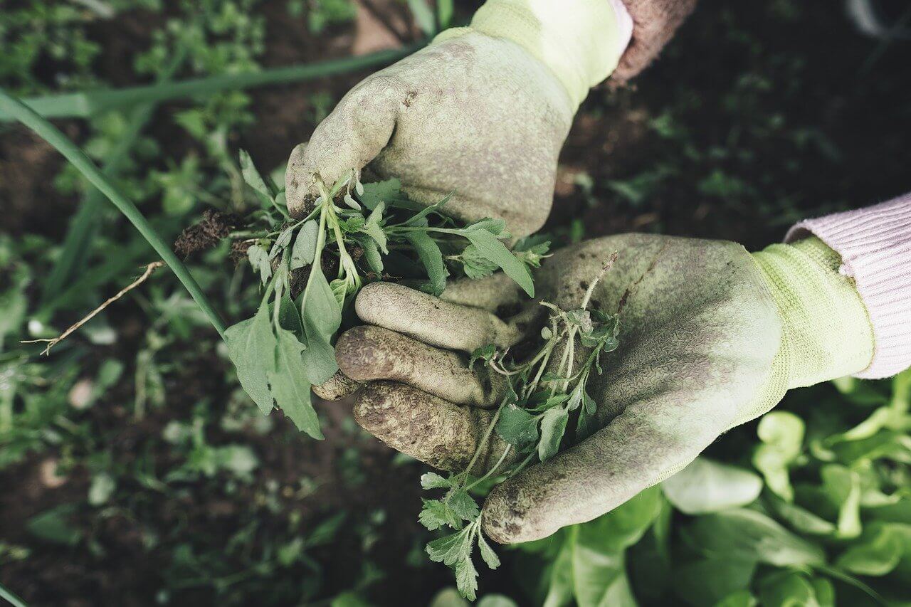 6 hasznos kiegészítő kertészkedéshez