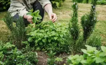 7 legjobb szúnyogriasztó növény