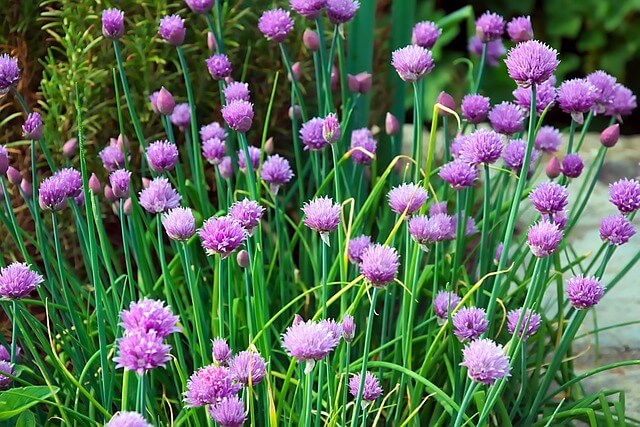 A metélőhagyma vagy snidling (Allium schoenoprasum) jellemzése, ültetése és gondozása