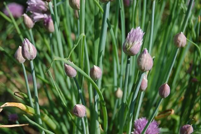A metélőhagyma vagy snidling (Allium schoenoprasum) jellemzése, ültetése és gondozása
