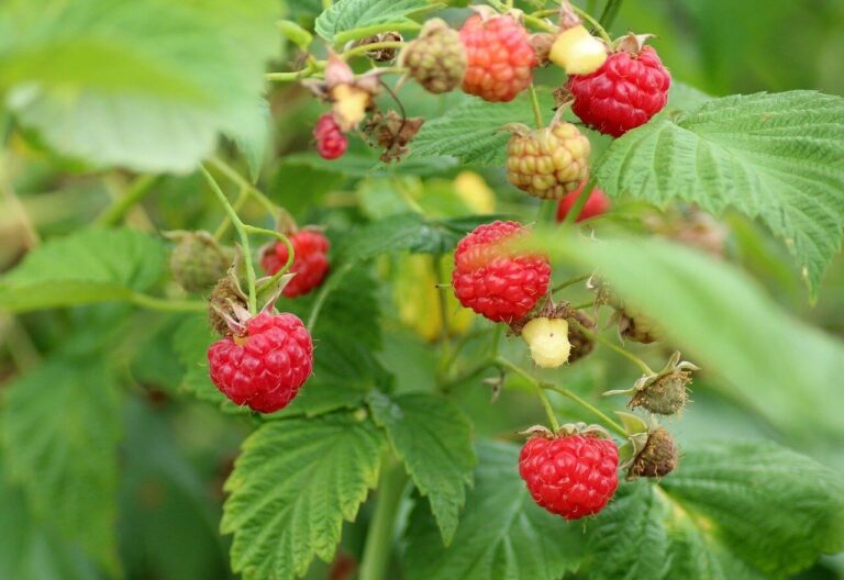 Mikor ültessünk málnát?