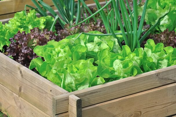 Magaságyás növények társítása: Termeszd okosan a zöldségeket!