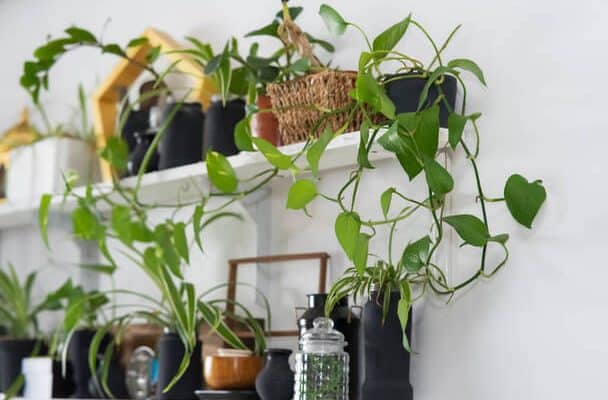 Mit kell tudni a szobanövényekről?