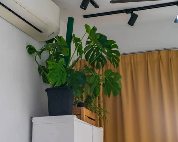 Mit kell tudni a szobanövényekről?