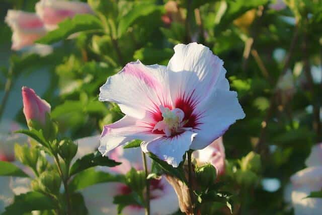 A mocsári hibiszkusz (Hibiscus moscheutos) jellemzése, ültetése és gondozása