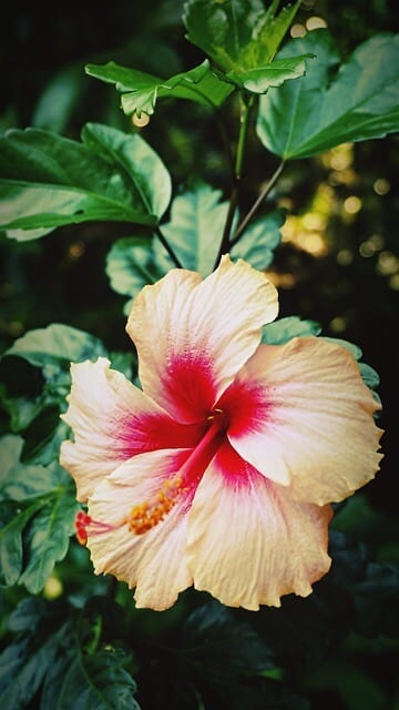 A mocsári hibiszkusz (Hibiscus moscheutos) jellemzése, ültetése és gondozása