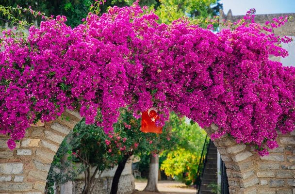 Murvaf rt Bougainvillea ltet se Gondoz sa Teleltet se Betegs gei 