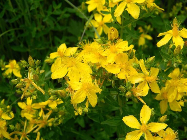 Orbáncfű (Hypericum perforatum)