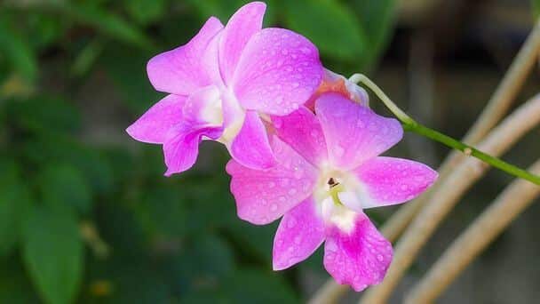 Hol érzi magát igazán jól az orchidea? 