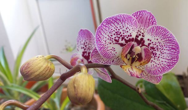 Hol érzi magát igazán jól az orchidea? 