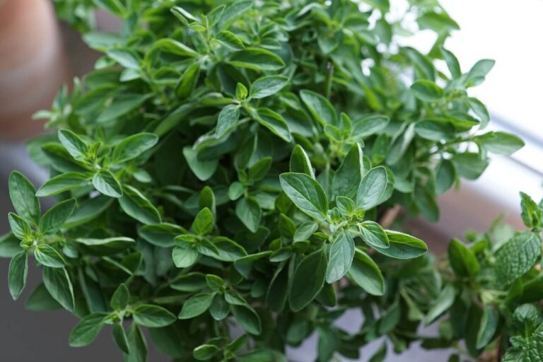 Oreganó (Origanum vulgare)