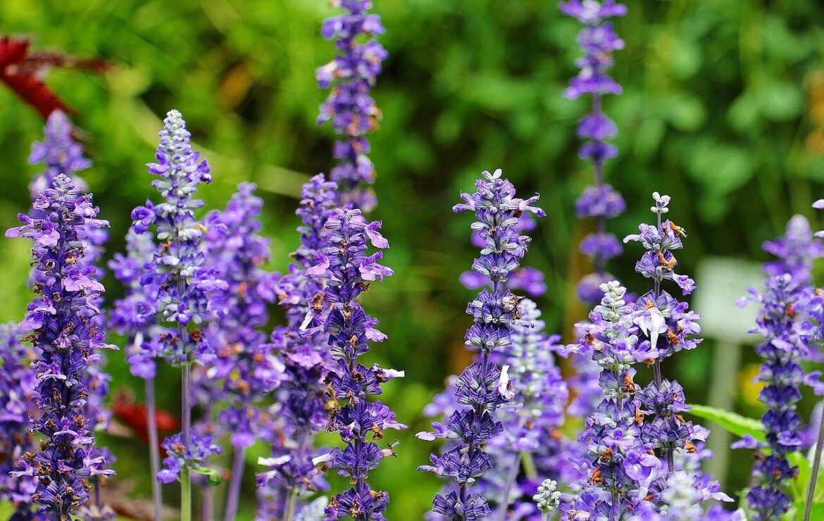 Orvosi zsálya (Salvia officinalis), ha jól szeretnél lenni