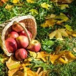 Őszi termésbetakarítás: Tippek és trükkök