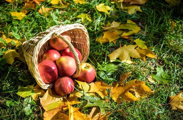 Őszi termésbetakarítás: Tippek és trükkök