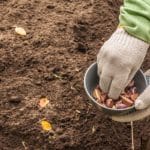 Milyen zöldségeket lehet még ősszel ültetni?