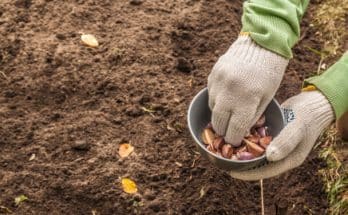 Milyen zöldségeket lehet még ősszel ültetni?