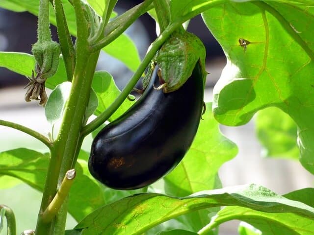 A padlizsán (Solanum melongena) gondozása, ültetése, teleltetése és szaporítása