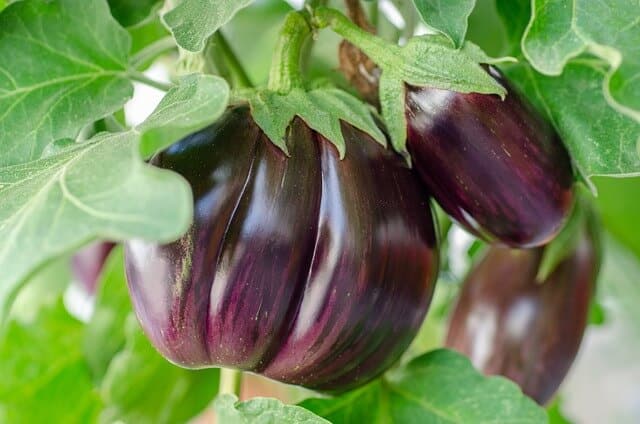 A padlizsán (Solanum melongena) gondozása, ültetése, teleltetése és szaporítása