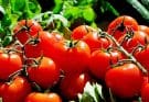 A paradicsom (Solanum lycopersicum) gondozása, ültetése, teleltetése és szaporítása
