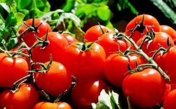 A paradicsom (Solanum lycopersicum) gondozása, ültetése, teleltetése és szaporítása