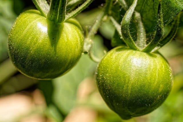 A paradicsom (Solanum lycopersicum) gondozása, ültetése, teleltetése és szaporítása